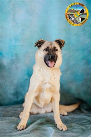 Photo of Teddy, adoptable German Shepherd Dog in Lathrop, California