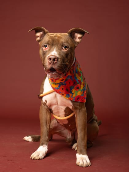 Photo of Pixel, adoptable dog in Atlanta, Georgia