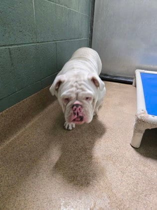 Photo of Powderpuff, adoptable English Bulldog in Oakland, California