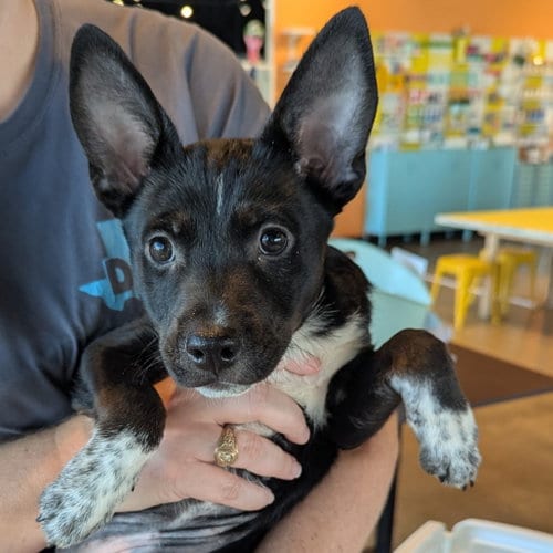 Photo of Axl Rose, adoptable Terrier in Dallas, Texas