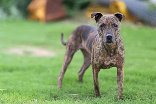 Photo of Zeke, adoptable American Pit Bull Terrier in Albuquerque, New Mexico