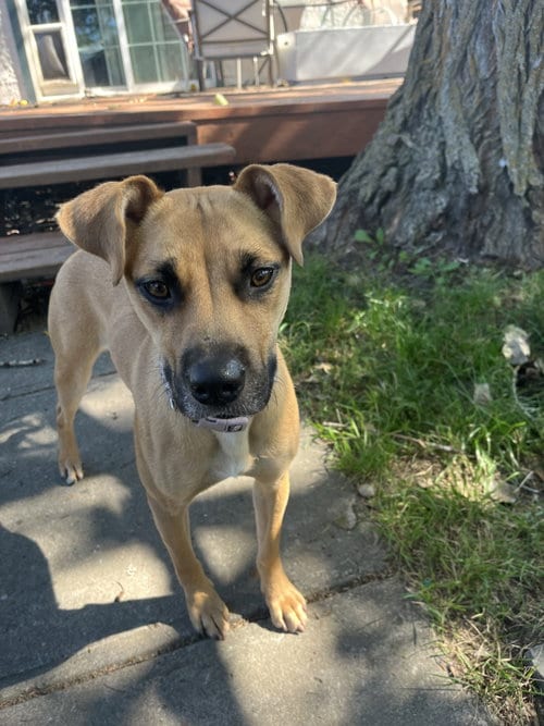Photo of Peanut, adoptable Boxer in Polson, Montana