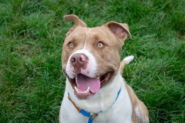 Photo of Yogi, adoptable Pit Bull Terrier mix in San José, California