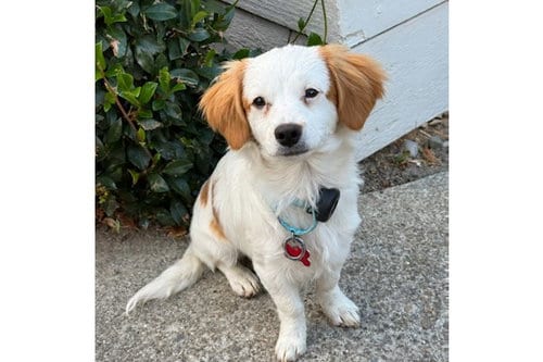 Photo of Cayenne, adoptable Cavalier King Charles Spaniel in Romoland, California