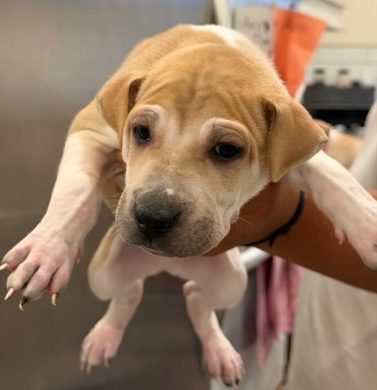 Photo of Nick, adoptable Shar Pei in Agua Dulce, California
