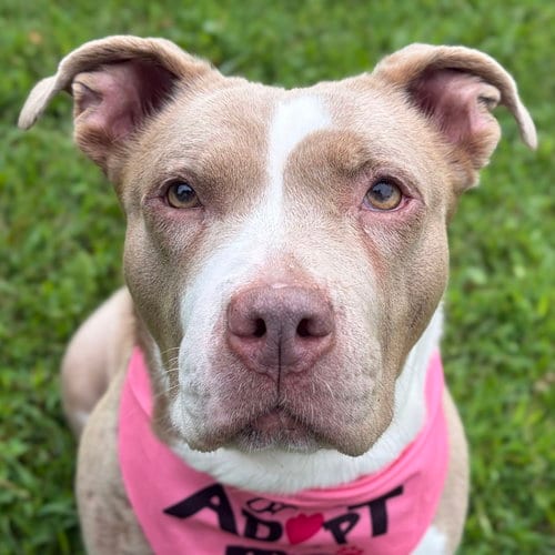 Photo of Judy - Name Your Own, adoptable Pit Bull Terrier in Jefferson, Wisconsin