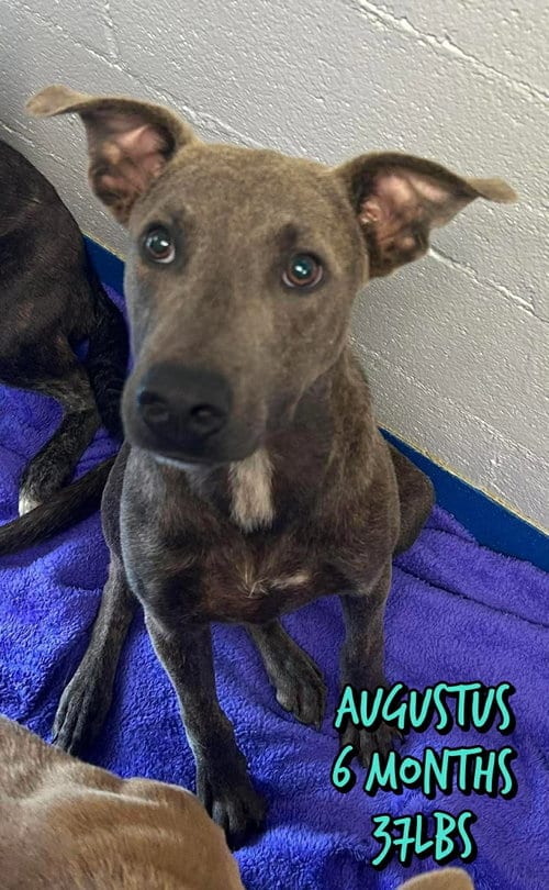 Photo of Augustus, adoptable Unknown breed (short coat) in Holbrook, New York