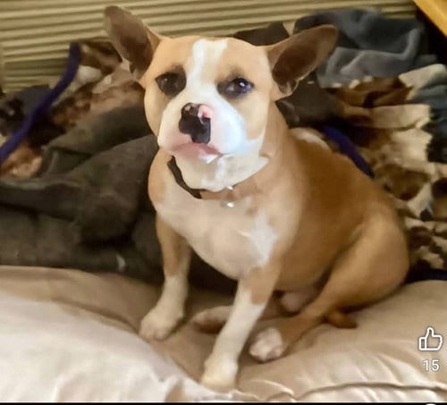 Photo of Yoda, adoptable French Bulldog in Alta Loma, California