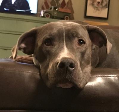 Photo of Fiona, adoptable American Pit Bull Terrier in St. Peters, Missouri