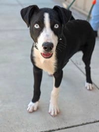 Photo of Bogey, adoptable Labrador Retriever in Salinas, California