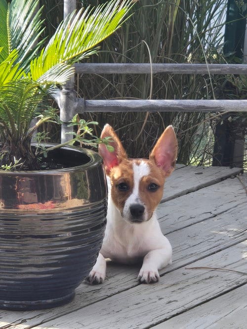 Photo of SR Tazzy, adoptable Rat Terrier in Warrenton, Missouri