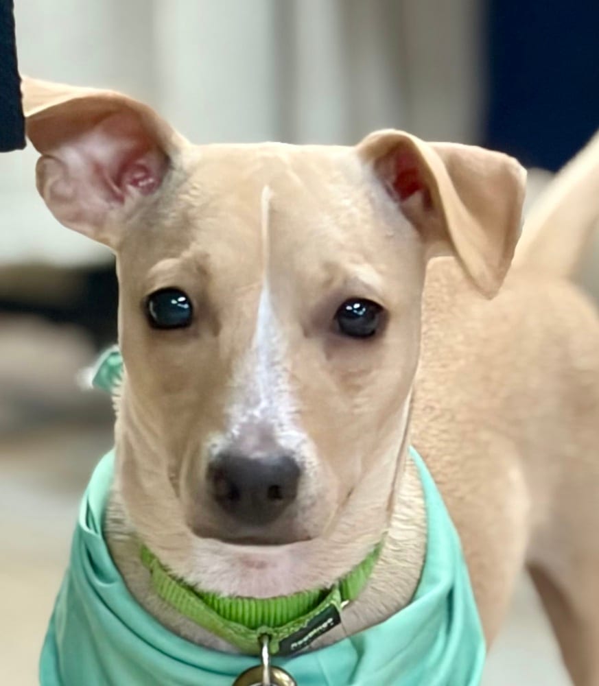 Photo of Pistachio, adoptable Chihuahua in Oak Bluffs, Massachusetts