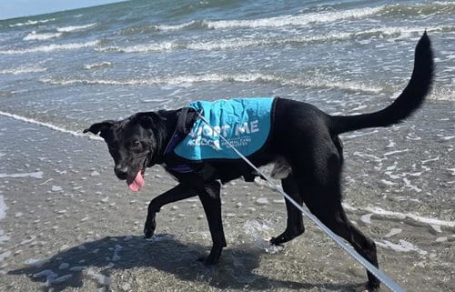 Photo of Trip, adoptable Labrador Retriever in Corpus Christi, Texas