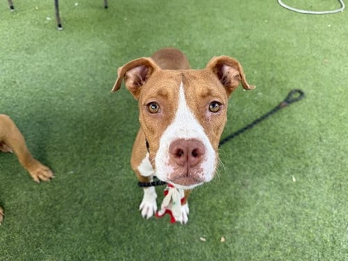 Photo of Salmon, adoptable Boxer in Phoenix, Arizona