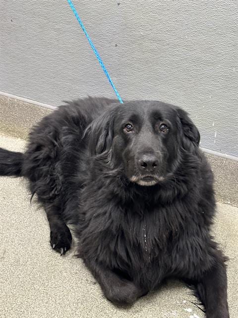 Photo of Gus Gus, adoptable Flat-coated Retriever in Las Vegas, Nevada