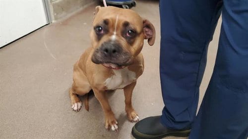 Photo of Nova, adoptable Boxer in Aurora, Illinois