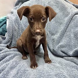 Photo of Mocha meet me 10/17, adoptable Labrador Retriever in East Hartford, Connecticut