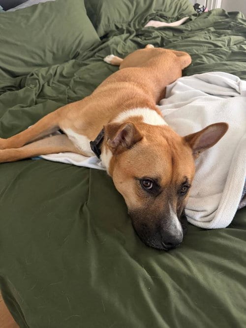 Photo of Beck, adoptable Pit Bull Terrier in Burbank, California
