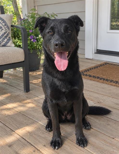 Photo of Meatloaf, adoptable Labrador Retriever in Albuquerque, New Mexico