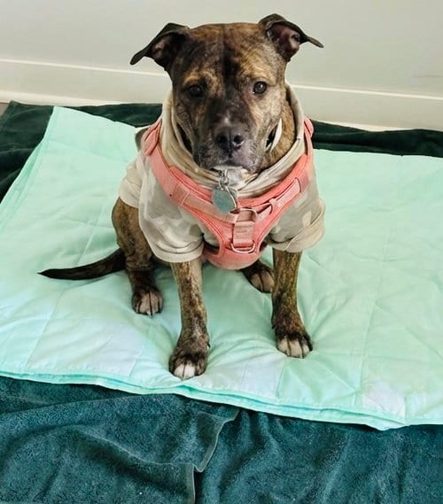 Photo of Princess, adoptable Pit Bull Terrier in Princeton, Minnesota