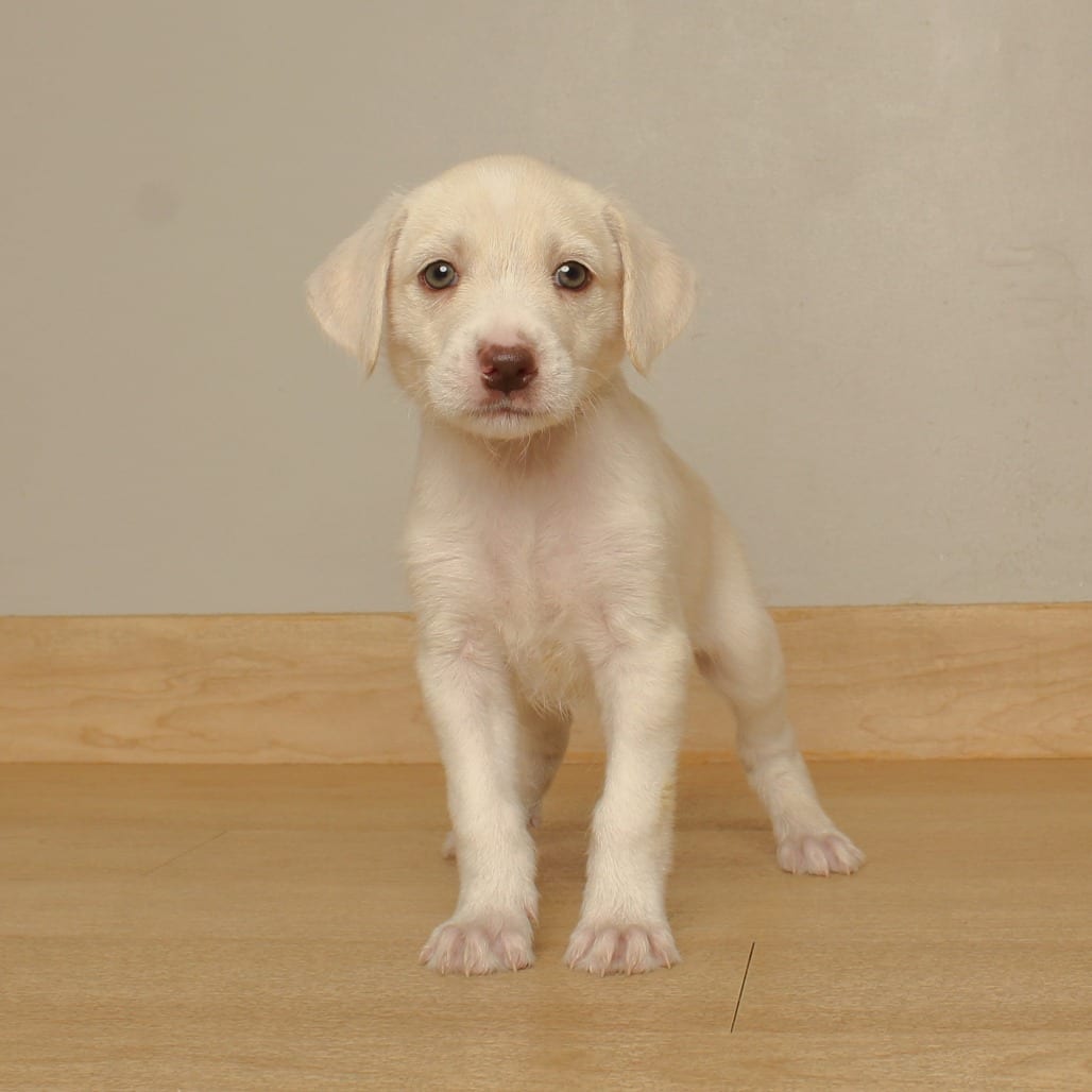 Photo of Kobi D71476, adoptable Terrier, Airedale in Minnesota, Minnesota