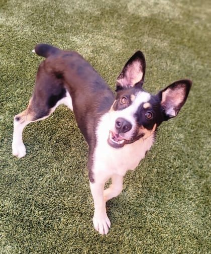 Photo of Haddock, adoptable dog in Farmington, New Mexico