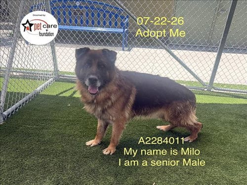 Photo of Milo, adoptable German Shepherd Dog in Los Angeles, California