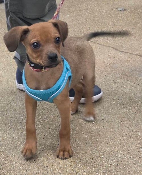 Photo of Scrabble, adoptable Terrier in Hillside, Illinois