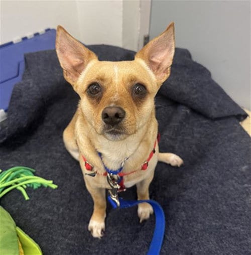 Photo of Maluco, adoptable Chihuahua in Boston, Massachusetts