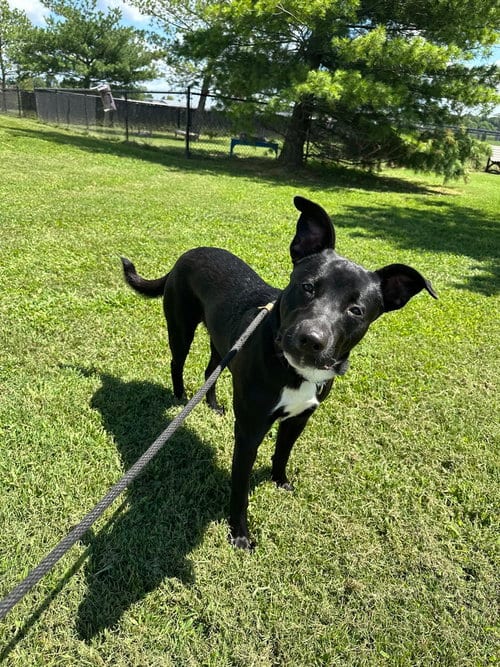 Photo of Jana (Rocket), adoptable Border Collie in Evansville, Indiana
