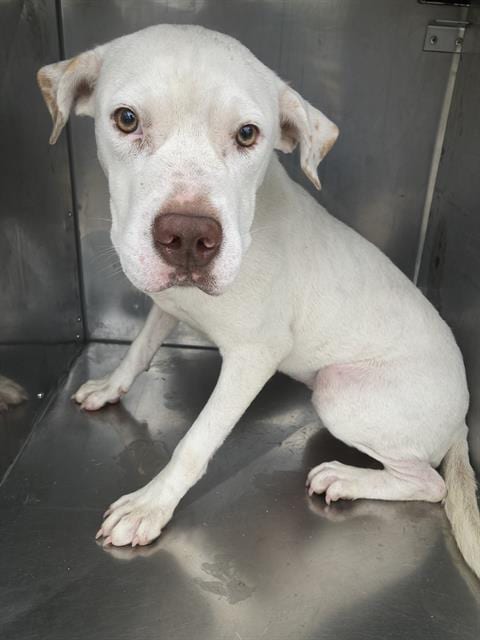 Photo of Lady, adoptable Mixed Breed