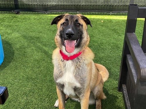 Photo of Kona, adoptable Anatolian Shepherd in Orange, California