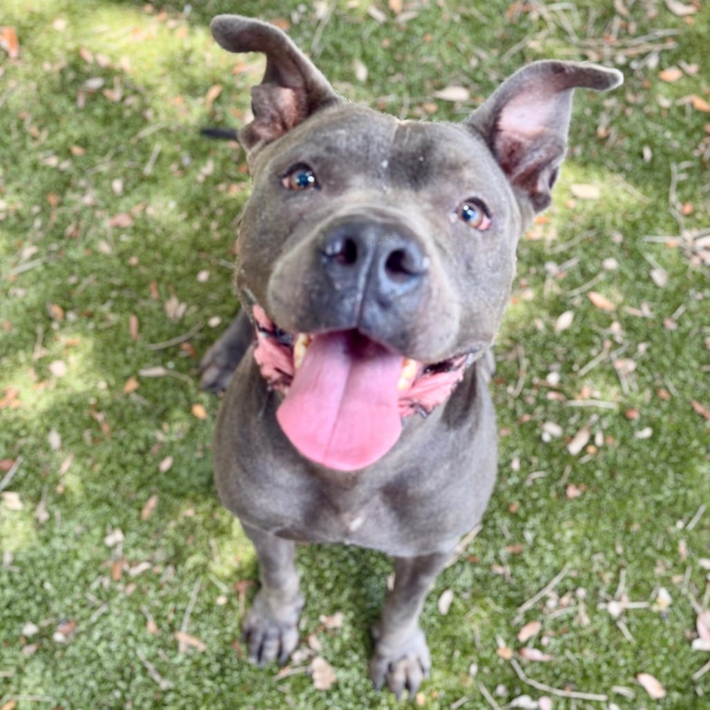 Photo of Stormy, adoptable Mixed Breed (Large) in Milton, Florida