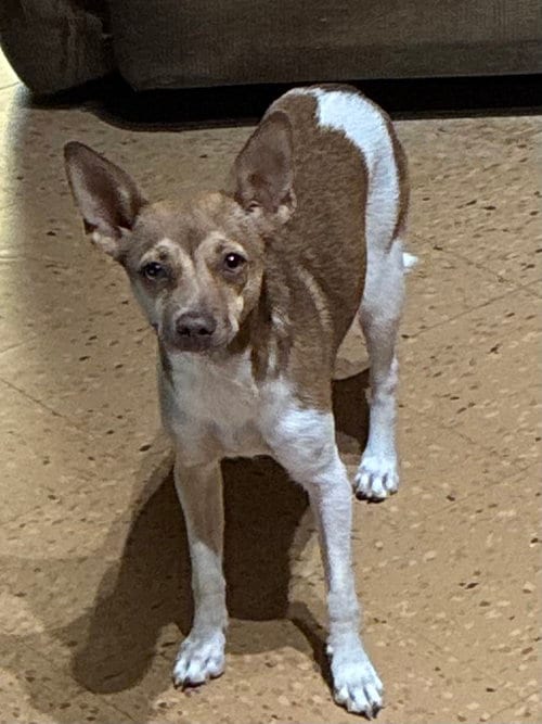 Photo of Petra, adoptable Italian Greyhound in Apple Valley, California