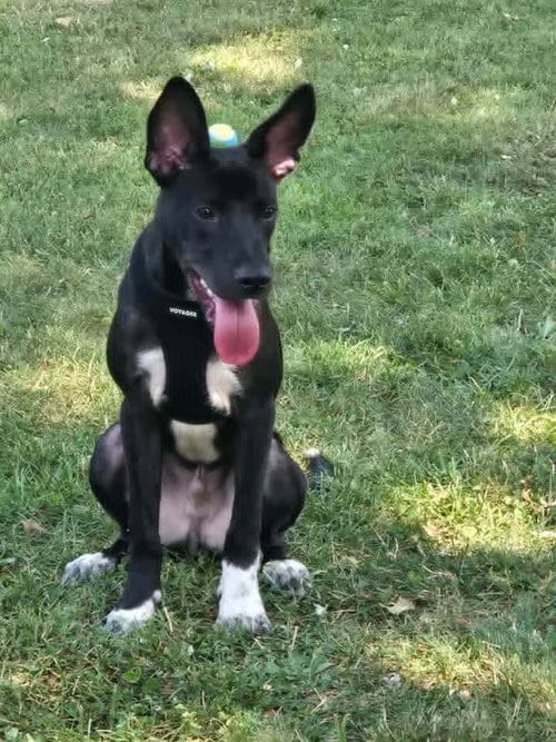 Photo of Billy, adoptable Australian Kelpie in Shillington, Pennsylvania