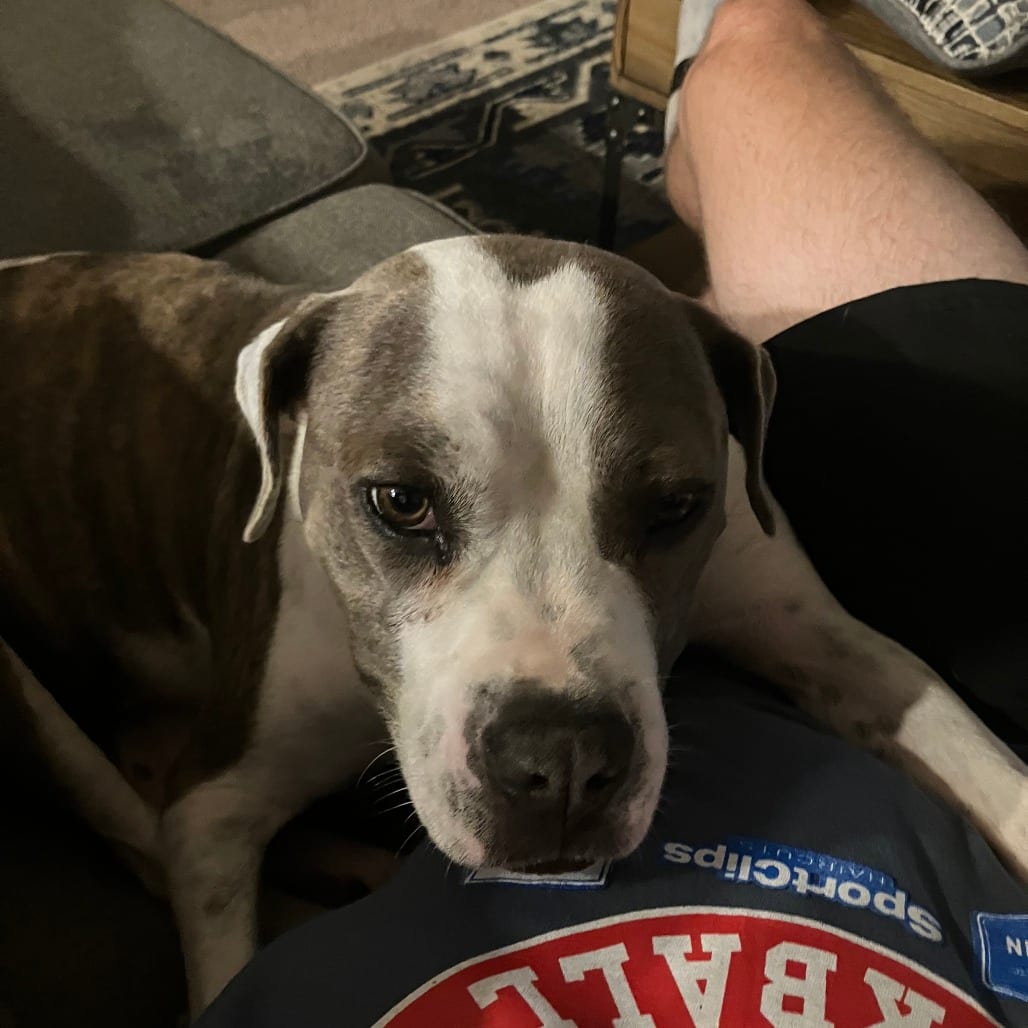 Photo of Sally Sue @ Foster, adoptable Mixed Breed (Medium) in Summerville, South Carolina