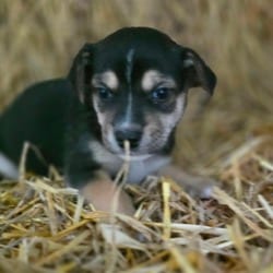 Photo of Phasma, adoptable Husky Labrador Retriever in Frederick, Maryland