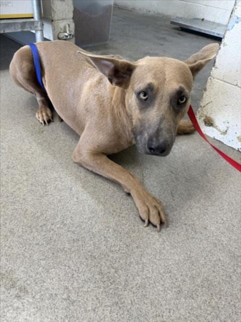 Photo of Hibiscus, adoptable Pit Bull Terrier in San Bernardino, California