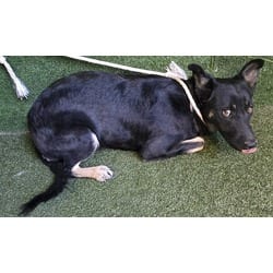Photo of Norene, adoptable German Shepherd Dog in Lancaster, California