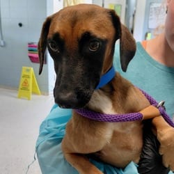 Photo of Dripp 8503, adoptable Jack Russell Terrier Mixed Breed (Medium) in Loxahatchee, Florida