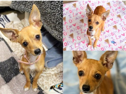 Photo of Speck, adoptable Chihuahua in Fort Wayne, Indiana