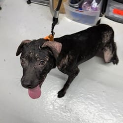 Photo of Cowboy, adoptable Labrador Retriever Setter (Unknown Type) in New York City, New York