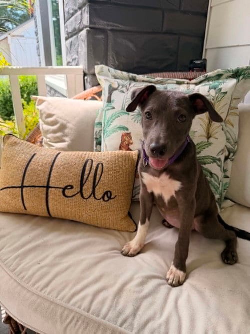 Photo of Minnie, adoptable Terrier in Greenville, South Carolina