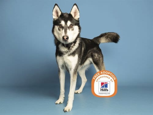 Photo of Oliver, adoptable Siberian Husky in Phoenix, Arizona