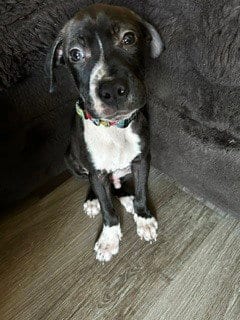 Photo of Dodo, adoptable Pit Bull Terrier in Evansville, Indiana