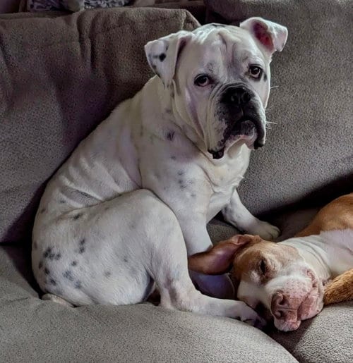 Photo of Porkchop, adoptable English Bulldog in St. Louis Park, Minnesota