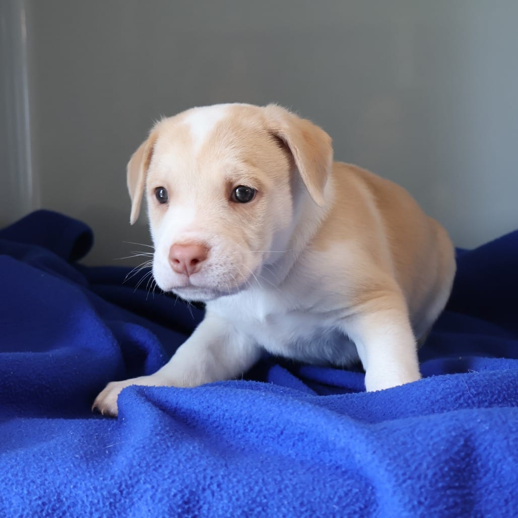 Photo of Tank, adoptable Mixed Breed (Medium) in St. Charles, Missouri