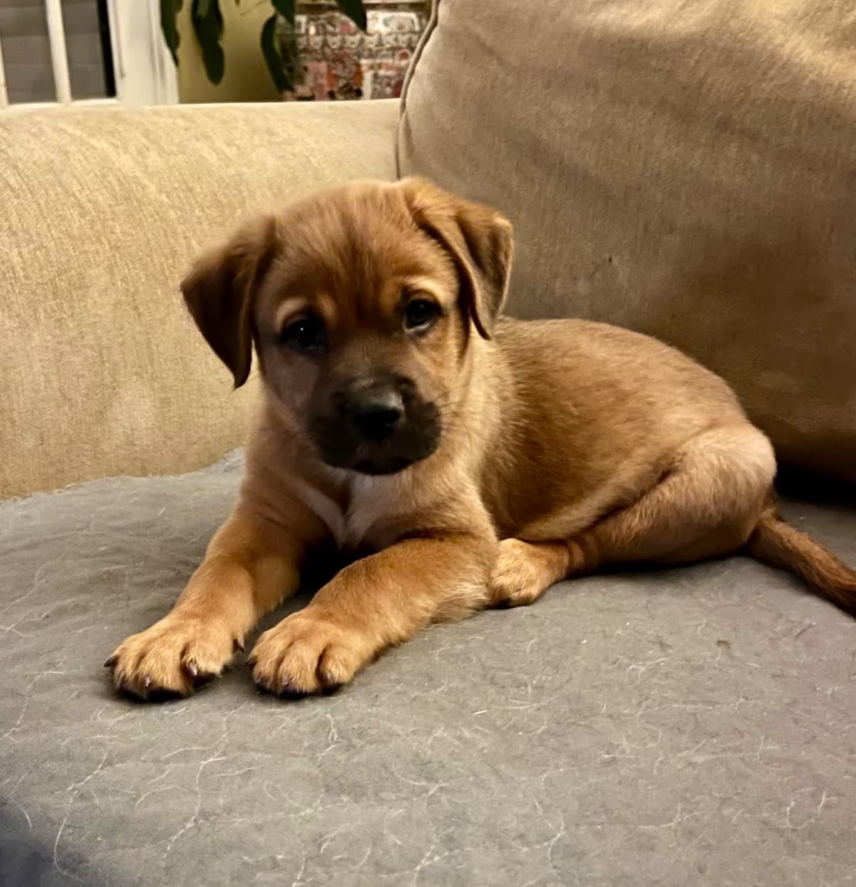 Photo of Snickers, adoptable Labrador Retriever/Mixed Breed (Medium) in HAGERSTOWN, Maryland