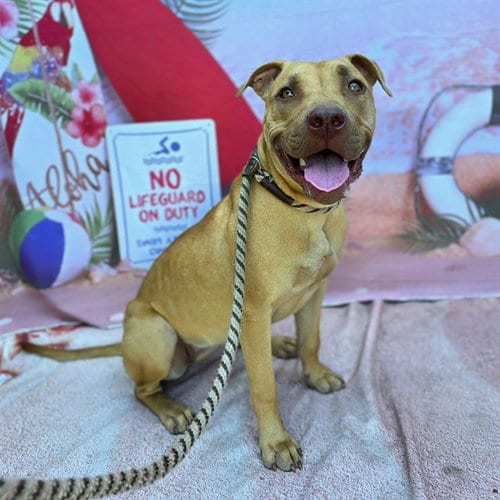 Photo of Maui, adoptable Pit Bull Terrier in Long Beach, California