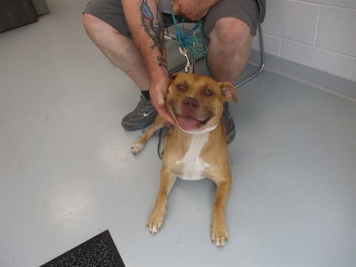 Photo of Biscuit, adoptable American Staffordshire Terrier in Ocala, Florida